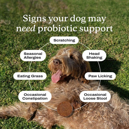 Probiotics for dogs – soft chews for gut & digestive health